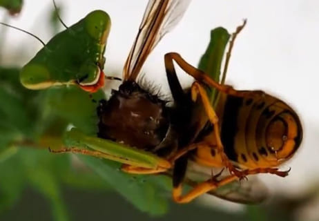 【驚愕】昆虫界最強オオカマキリさん、とんでもないＤＱＮだった・・・（動画あり）