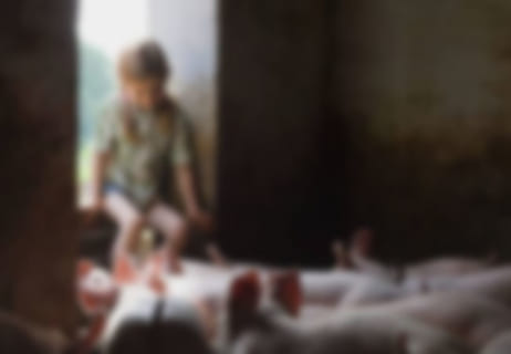 【閲覧注意】裸足のまま豚小屋で遊んだ女の子、ノミに100個の卵を産み付けられこうなる（1枚）