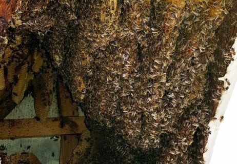 【衝撃】屋根裏に出来たハチの巣、10年間放ったらかしにした結果・・・（画像あり）