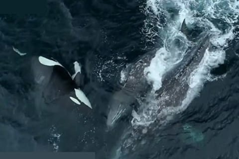 【驚愕】5頭のシャチがシロナガスクジラを抹殺する映像がドローンで撮影される。ガチで凄いな…