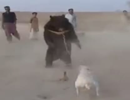【衝撃映像】世界最狂の犬とツキノワグマをガチで戦わせたら・・・マジかよ・・・