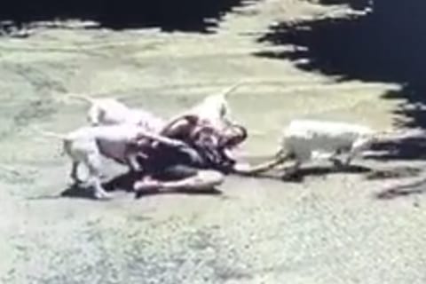 【衝撃映像】”世界で最も狂暴な犬4匹” に人間が襲われたら・・・マジかよ・・・