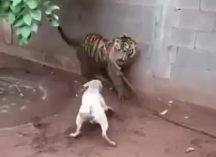 【動画】この前ツキノワグマとタイマン張った犬が「トラ」と戦った結果・・・