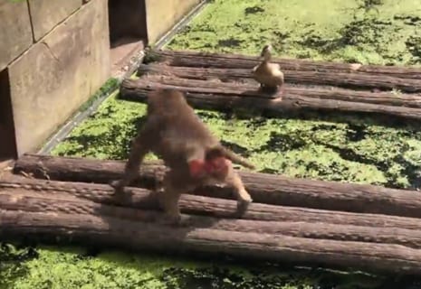 動物園の猿がお母さんアヒルの目の前で子アヒルを貪り食う動画がエグいと話題に