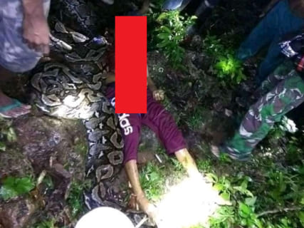 【閲覧注意】インドネシアで７ｍの超巨大ニシキヘビに女性が殺される。画像がこちら