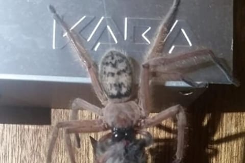 【驚愕】オーストラリアの蜘蛛、とんでもない生物を殺してしまう・・・（画像あり）