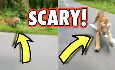 インドの山道をバイクで走ってた2人が虎に襲われるビデオ。あまりにも怖すぎる