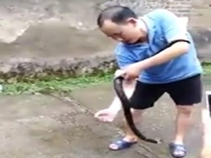 【閲覧注意】毒蛇と遊んでるこのおじさん、今からヤバい事になります・・・（動画）