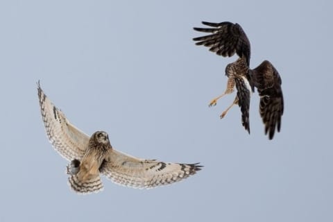 【画像】ネズミを巡って空中で戦うフクロウ vs. 鷹（タカ）がカッコ良すぎると話題に！！