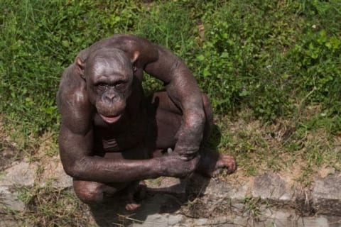【衝撃】動物園から逃げ出したチンパンジーを捕まえようとした男性はこうなる