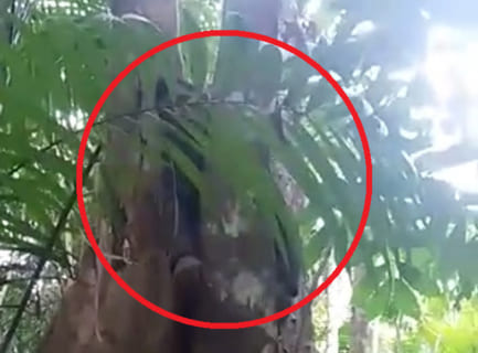 【閲覧注意】アマゾンジャングルのモンキー（猿）ハンター、信じられない状態で死んでいるのを発見