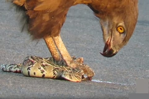 【鬼畜】鷲（ワシ）、逃げようとする蛇を生きたまま食べ続ける・・・