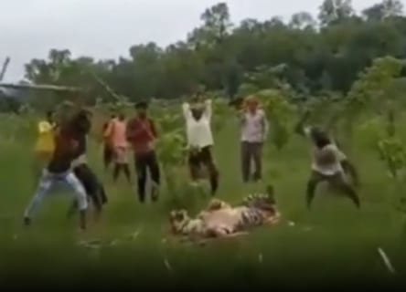 【衝撃】インドの村に侵入したトラ ⇒ 村人たちの方がよっぽどヤバくてこうなる（動画）