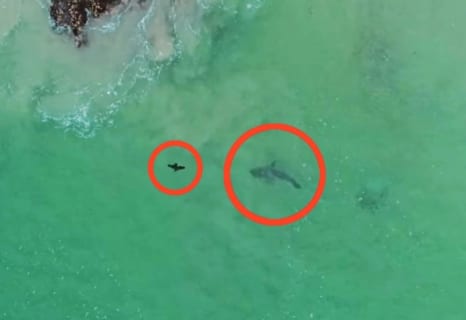 ホオジロザメに狙われたら絶対に逃げられないという事がよく分かる映像　南アフリカ沖