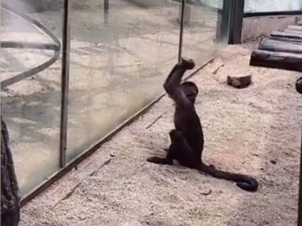 【驚愕】”人間の次に頭が良い生物” を動物園に閉じ込めた結果・・・（動画あり）