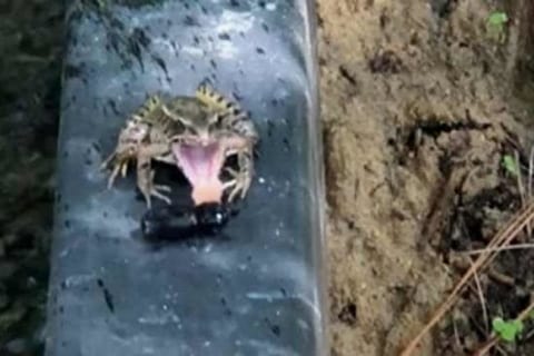 世界中で話題の動画。カエルさん、カブトムシを食べようとしてこうなるｗｗｗ