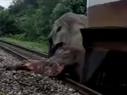 【閲覧注意】象、列車と引き分けてしまう・・・・・（動画あり）