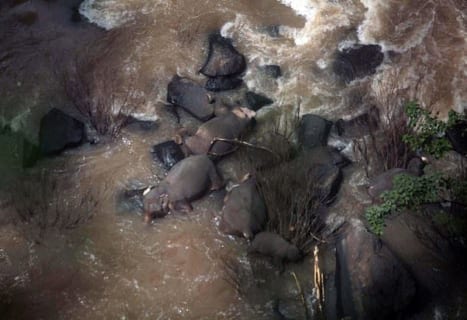 【悲報】滝に落ちたゾウを救おうとした５頭のゾウ、全員死亡　タイ