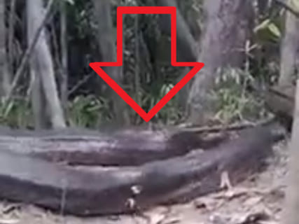 【超驚愕】アマゾンのジャングルで13mのアナコンダが撮影される。完全に化け物だわ…