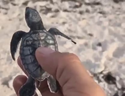 【動画】「ウミガメの赤ちゃんを海に返す」感動のビデオ、超胸糞な出来事が起きる…