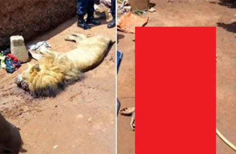 【速報】動物園で14歳の少年がライオンに襲われ死亡！画像が恐ろしすぎる【閲覧注意】