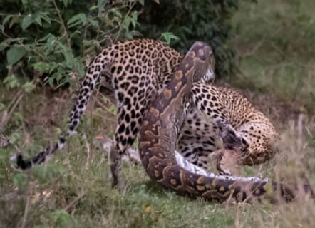 【画像】アフリカで「ヒョウ」vs.「ニシキヘビ」の殺し合い！ ⇒ コッチが死にました…