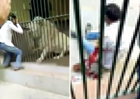 【閲覧注意】動物園でライオンの檻に手を入れたバカはこうなります…（動画あり）