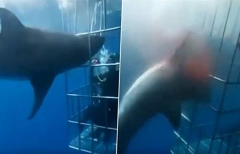 【衝撃映像】ホオジロザメを撮影してたダイバーに、今からヤバい事が起こります・・・