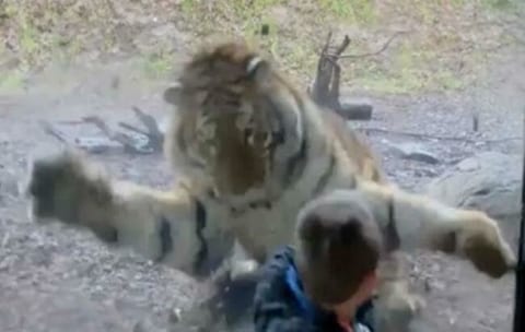 【超衝撃】虎に ”絶対に背中を見せてはいけない” 事がよく分かる動画