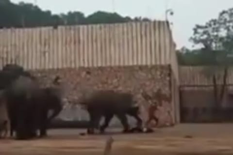 【衝撃映像】昨日、動物園でゾウが飼育員を殺す瞬間のビデオ怖すぎ…