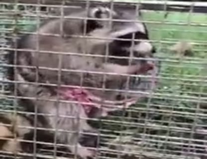 【閲覧注意】凶暴なアライグマを檻に閉じ込めたら、恐ろしい事をやり始めた（動画あり）
