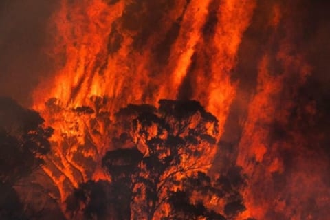 【閲覧注意】オーストラリアで5億匹の生物が死んだとされる山火事の画像がヤバい