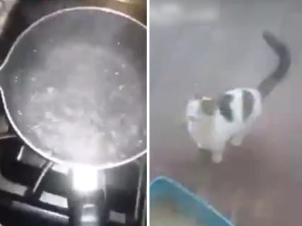【閲覧注意】野良猫を沸騰したお湯で追い払いオジサン、マジキチすぎる
