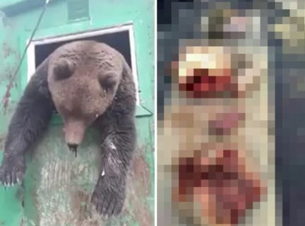 【超！閲覧注意】ロシアの熊（3m / 500kg）に襲われた人間の画像、もはや直視できない…