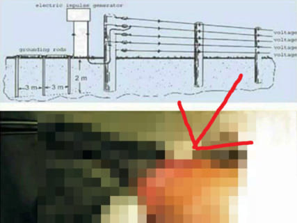 【閲覧注意】”電気柵” に立ちションしたらチンチンはこうなる・・・恐ろしい画像