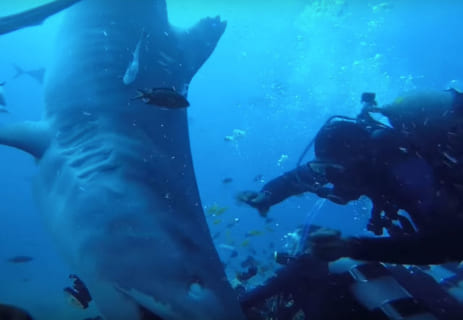 【超恐怖】海底で ”人食いザメ” を撮影してるダイバー、今から・・・（動画あり）
