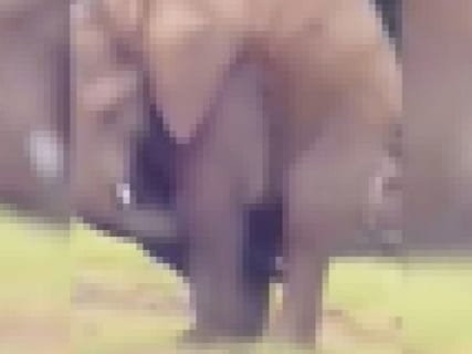 【動画あり】象さんのフェラチオ、凄い