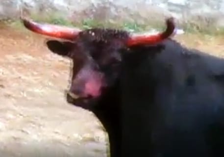 【超！閲覧注意】スペインの闘牛史上一番グロイと言われてる映像、とんでもない