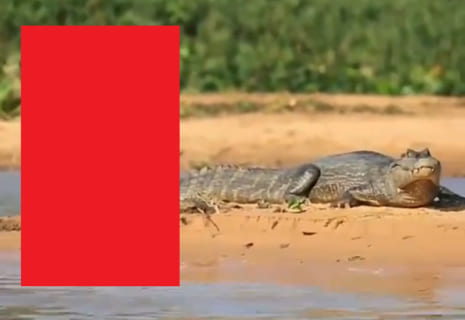 【驚愕】南米アマゾン川で最強のはずのワニ ⇒ そこへ更に強い生物が現れ…（動画）