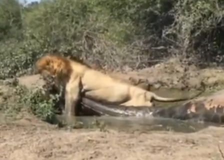 【最強の生物】ライオン、仕留めた1.5tの生物をたった1頭で引きずってしまう