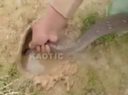 【動画】ナマズが住んでる穴に「ヘビ」を入れた結果すごい事に・・・