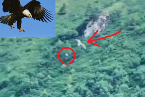 【驚愕】鷲（ワシ）、空中で落としたウサギをまた空中で捕まえるｗｗｗ（動画あり）