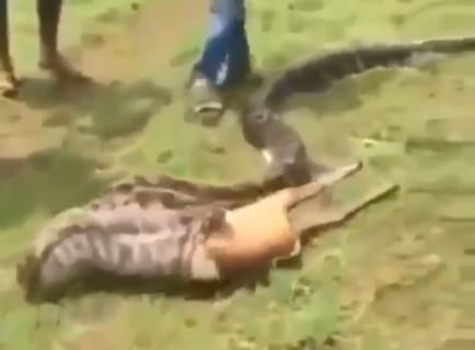 【驚愕】ニシキヘビ、自分より大きい鹿を5秒で丸呑みにする…（動画あり）