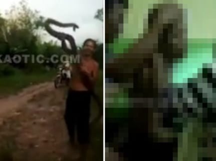 【衝撃映像】5mのキングコブラに挑んだ蛇使い、数時間苦しみ続け死亡