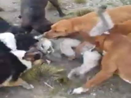【衝撃映像】犬7匹 vs. 肉食獣ピューマの殺し合い。圧倒的だった・・・