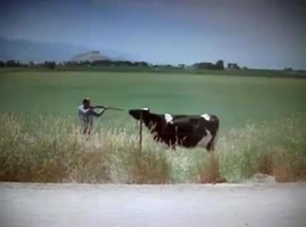 【衝撃映像】牛「どうせ今から殺されるんだ。１人ぐらい殺ってやる！」 ⇒ 結果