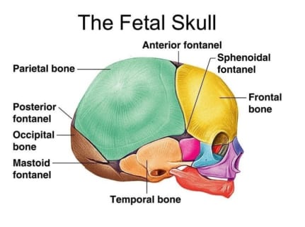 【閲覧注意】新生児の頭蓋骨が大人の頭蓋骨の１００倍怖い理由（画像あり）