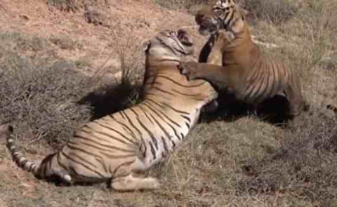 【衝撃映像】トラ２頭のガチ喧嘩が至近距離で撮影される！！こんなの人間が勝てる訳ないわ…