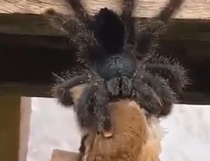 【驚愕】オーストラリアの蜘蛛、とんでもない生物を殺してしまう…（動画あり）