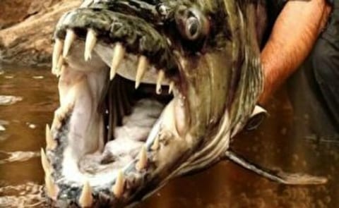 【閲覧注意】人食い魚は、アマゾン川に落ちた人間のココを食べるらしい・・・